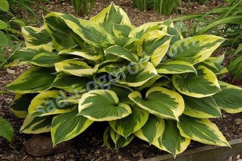 Хоста Энн Hosta Anne
