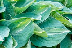 Хоста Киви Фулл Монти Hosta Kiwi Full Monty