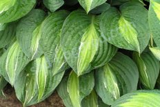 Хоста Стриптиз Hosta Striptease