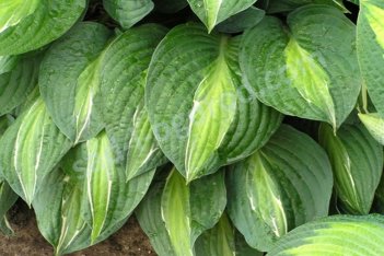 Хоста Стриптиз Hosta Striptease