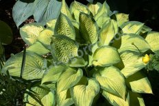 Хоста Паул`c Глори Hosta Paul's Glory
