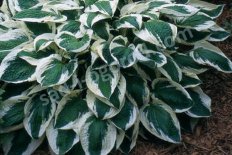 Хоста Патриот Hosta Patriot