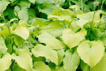 Хоста Пьедмонд Голд Hosta Piedmont Gold