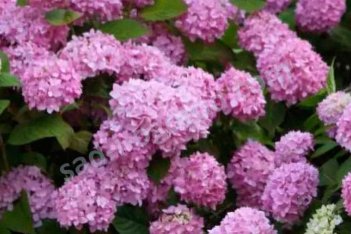 Гортензия крупнолистная Эндлесс Саммер Пинк Hydrangea macrophylla Endless Summer Pink
