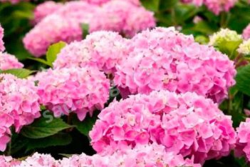 Гортензия крупнолистная Эндлесс Саммер Пинк Hydrangea macrophylla Endless Summer Pink