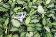 Хоста Оранж Мармелад Hosta Orange Marmalade