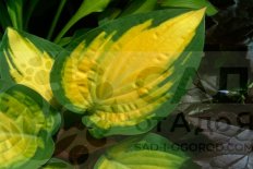 Хоста Оранж Мармелад Hosta Orange Marmalade