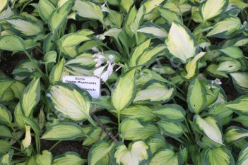 Хоста Оранж Мармелад Hosta Orange Marmalade