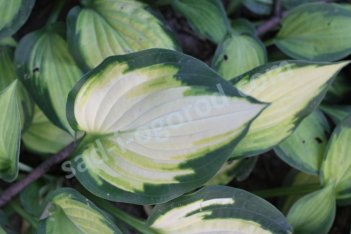 Хоста Оранж Мармелад Hosta Orange Marmalade