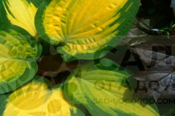 Хоста Оранж Мармелад Hosta Orange Marmalade