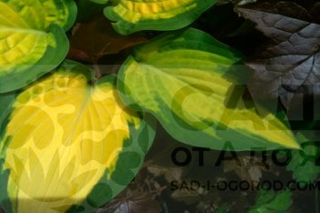 Хоста Оранж Мармелад Hosta Orange Marmalade