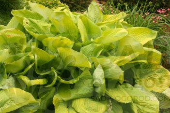 Хоста Сам энд Сабстанс Hosta Sum and Substance