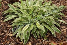 Хоста Стилетто Hosta Stiletto