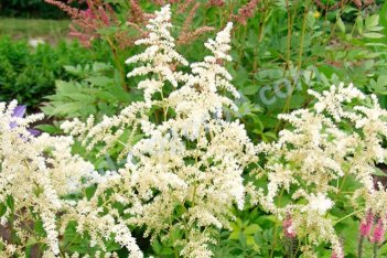 Астильба Арендса Браутшлейер Astilbe arendsii Brautschleier
