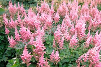 Астильба Арендса Эрика Astilbe arendsii Erika