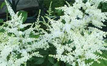 Астильба Арендса Диамант Astilbe arendsii Diamond