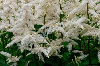 Астильба Арендса Вайсе Глория Astilbe Arendsii Weisse Gloria