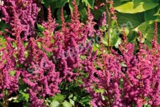 Астильба китайская Пурпуркерце Astilbe chinensis Purpurkerze