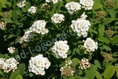 Спирея березолистная Тор Spiraea betulifolia Tor