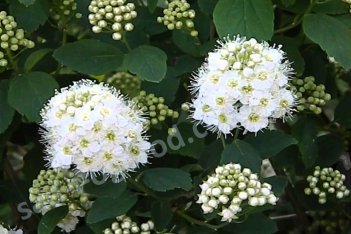 Спирея нипонская Сноумаунд Spiraea nipponica Snowmound