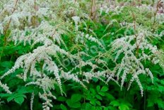 Астильба Арендса Профессор ван дер Вилен Astilbe arendsii Professor v.d. Wielen