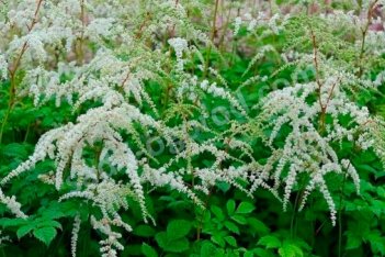 Астильба Арендса Профессор ван дер Вилен Astilbe arendsii Professor v.d. Wielen