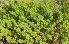 Спирея березолистная Тор Голд Spiraea betulifolia Tor Gold GLOW GIRL