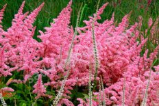 Астильба Арендса Каттлея Astilbe arendsii Cattleya
