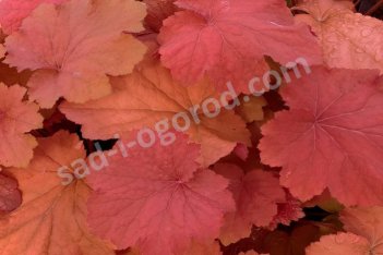 Гейхера Мега Карамель Heuchera Mega Caramel