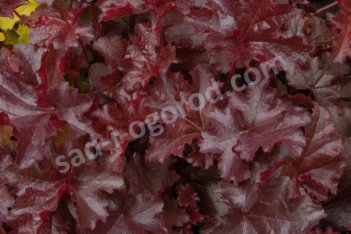 Гейхера Чоколэйт Раффлс Heuchera Chocolate Ruffles