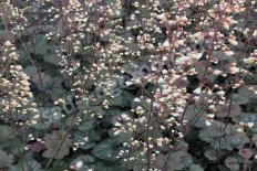 Гейхера Сатурн Heuchera Saturn