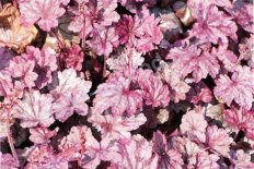 Гейхера Шуга Плам Heuchera Sugar Plum