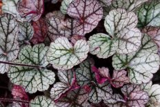 Гейхера Глиттер Heuchera Glitter