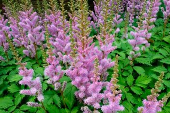 Астильба Китайская Пумила Astilbe chinensis Pumila