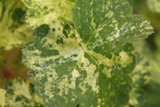 Гейхера Геркулес Heuchera Gercules