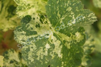 Гейхера Геркулес Heuchera Gercules