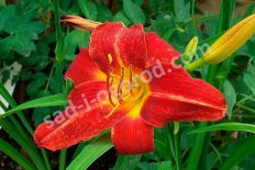 Лилейник Анзак Hemerocallis Anzac