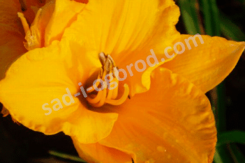 Лилейник Бай Майселф Hemerocallis By Myself