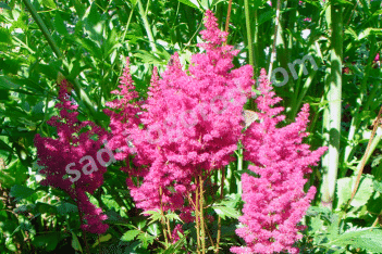 Астильба японская Элизабет ван Вин Astilbe japonica Elisabeth Van Veen