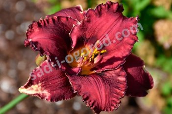 Лилейник Берилишез Hemerocallis Berrylicious