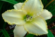 Лилейник гибридный Близард Бей Hemerocallis Blizzard Bay