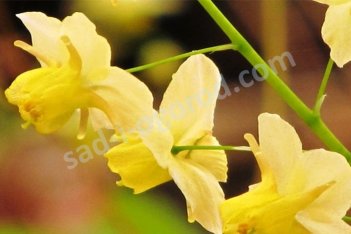 Лилейник Блэк Айд Сьюзан Hemerocallis Black Eyed Susan