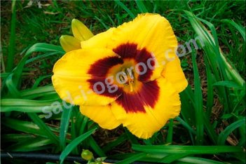 Лилейник Блэкберри Кенди Hemerocallis Blackberry Candy