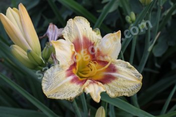 Лилейник Бруквуд Ли Кози Hemerocallis Brookwood Lee Causey