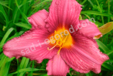 Лилейник Бурбон Кингз Hemerocallis Bourbon Kings