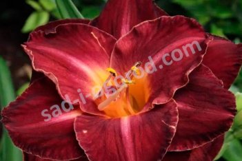 Лилейник Бургунди Лав Hemerocallis Bourgundy Love