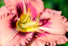 Лилейник Бэби Ред Айз Hemerocallis Baby Red Eyes