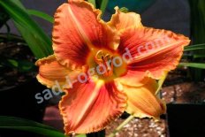 Лилейник Вейнс Оф Труз Hemerocallis Veins of Trouth