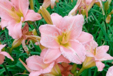 Лилейник Винсам Леди Hemerocallis Winsome Lady