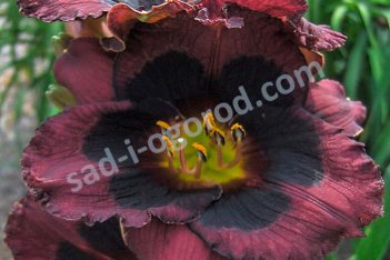 Лилейник Вупи Hemerocallis Whoopy